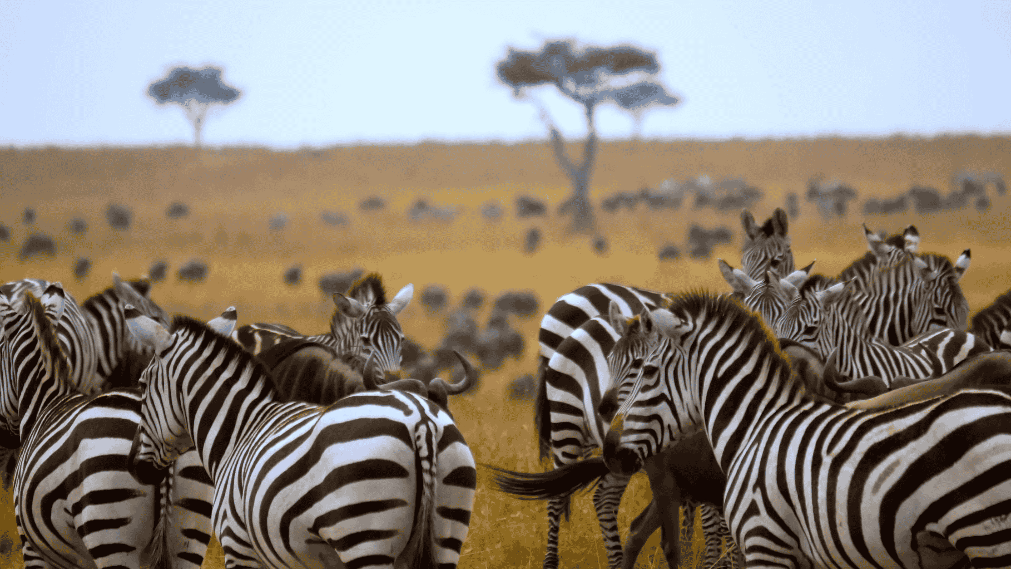 Zebra Great Migration-Masai Mara