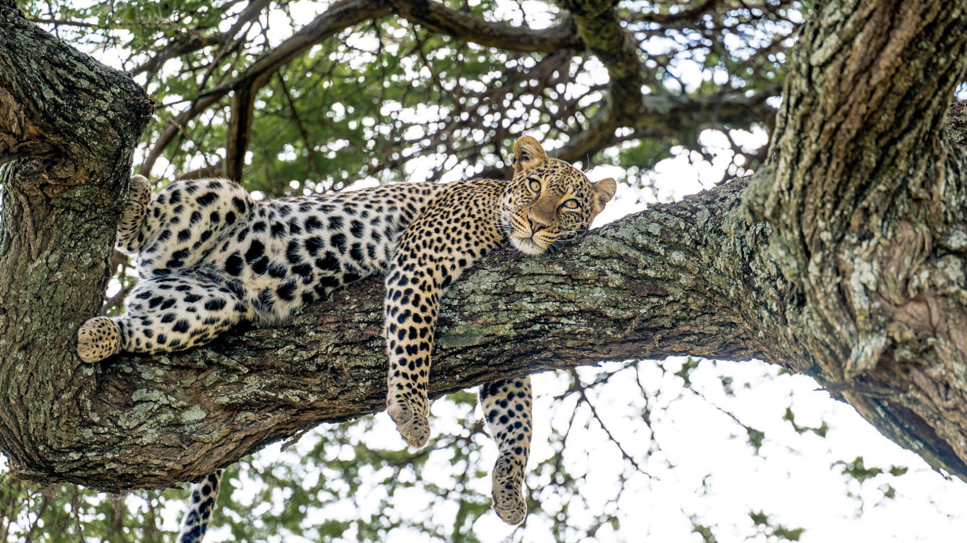 A-leopard-rests-in-a-tree-Serengeti np-Tanzania