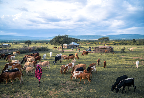 Serengeti and Ngorongoro Crater Safari: See the Great migration Tanzania