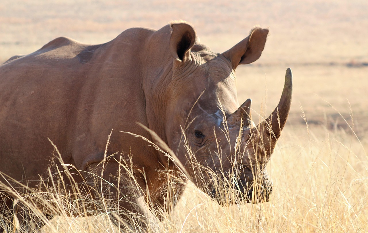 Rhinos in Tanzania- The big five