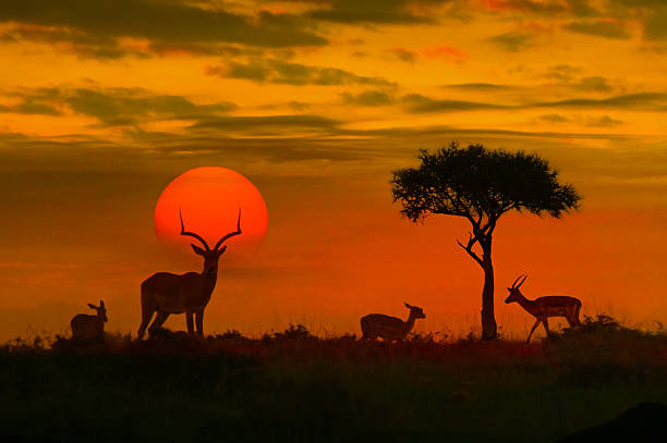 African sunset with silhouette of the animals