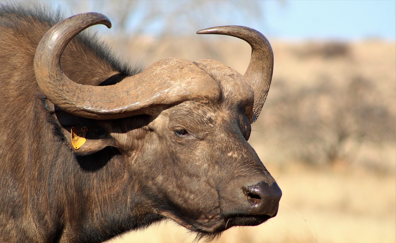 buffalos in Tanzania- The big 5