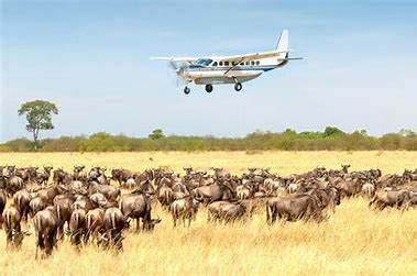 Serengeti Flying Safari Serengeti Flying Safari