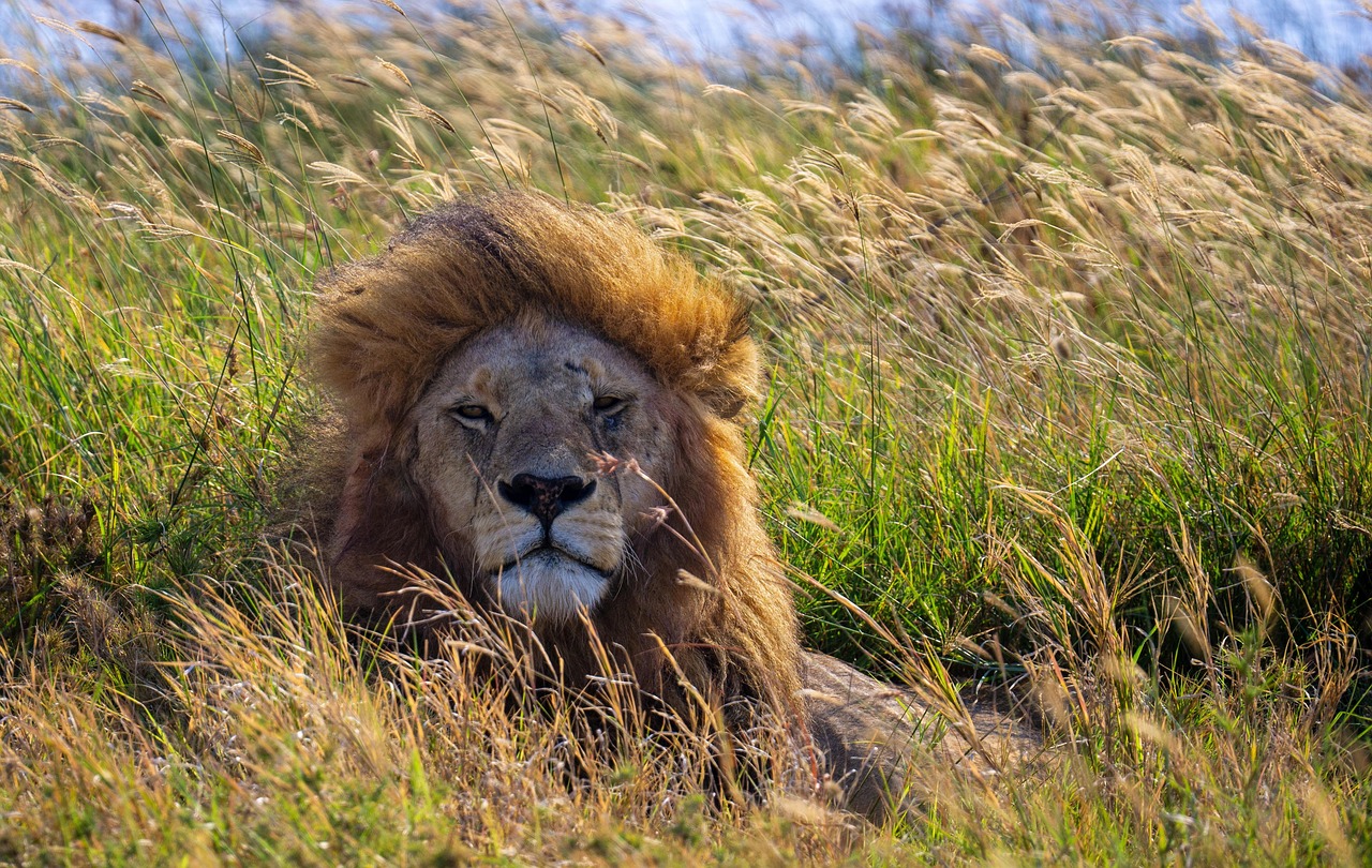 A lion in the Serengeti Savannah