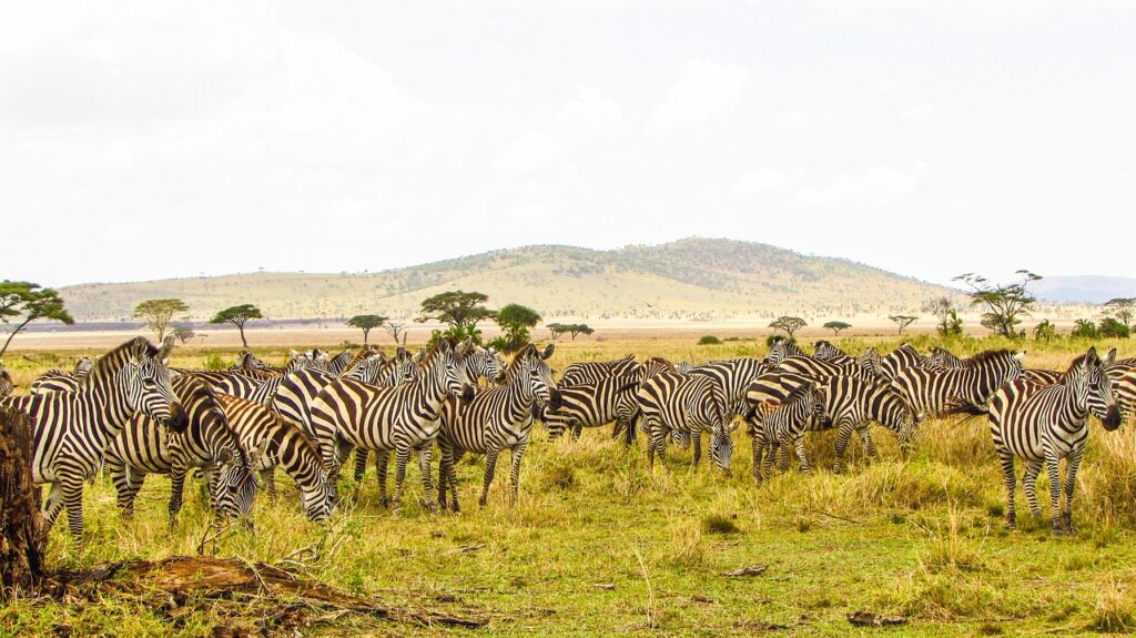 Animals in Serengeti Animals in Serengeti