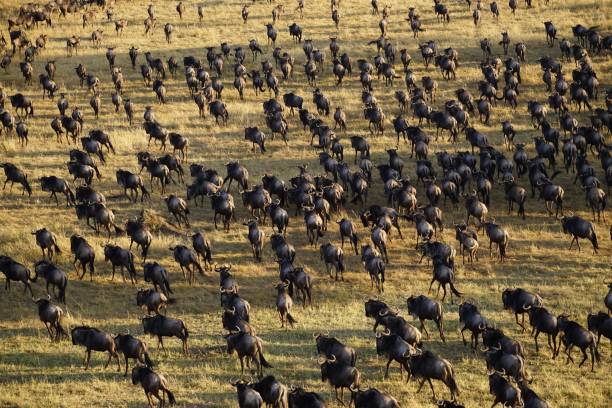 stampede of gnu wildebeest antelopes during great migration in Serengeti savannah