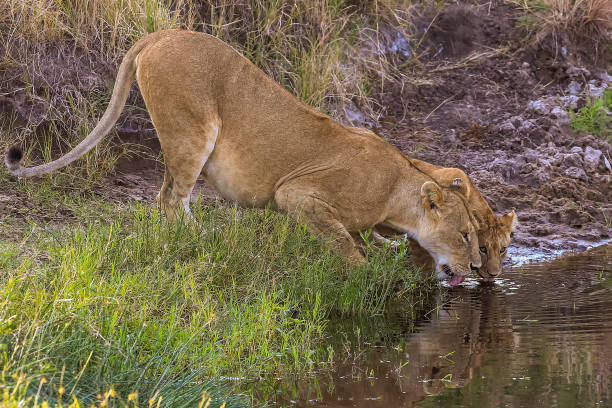Lioness and her Lion Cub drinking water from waterhole.