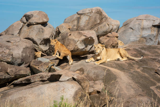 Lions resting on kojpes in Serengeti