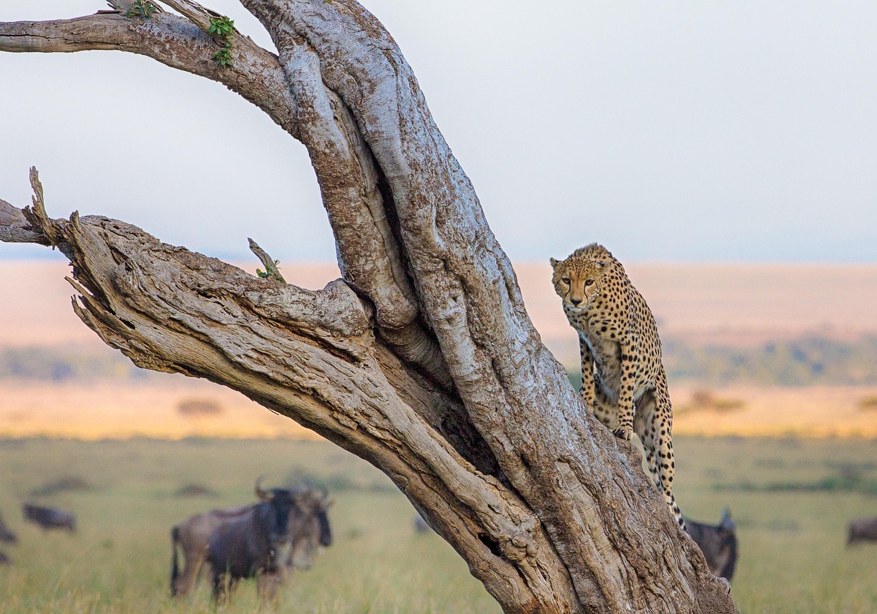 Masai Mara National Reserve Kenya