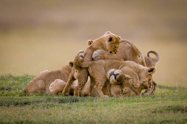 See-lions-in-Serengeti-National-Park-Tanzania