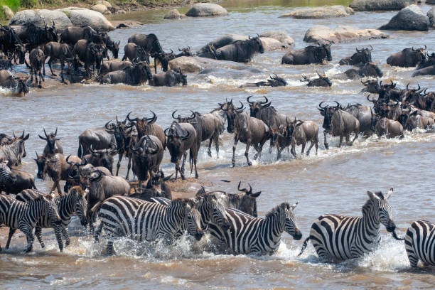 Wildebeests river crossings during the great migration in Africa