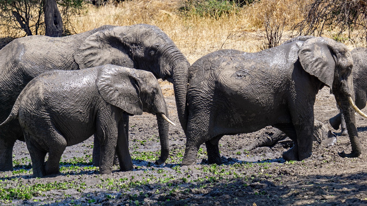 elephants in Serengeti during the rainy season