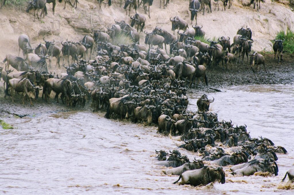 great big migration Africa