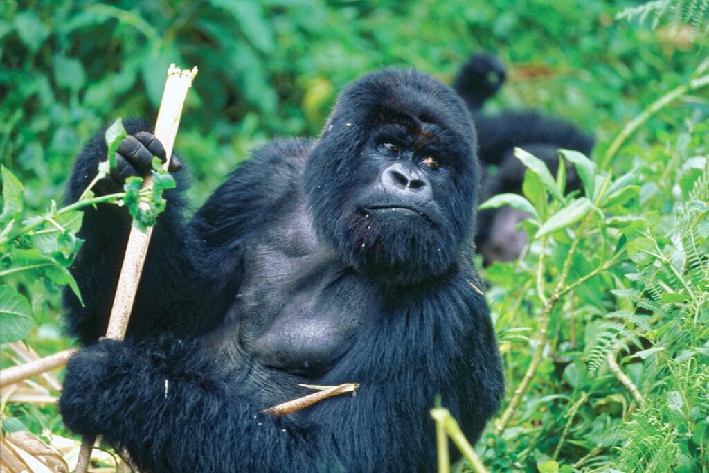 mountain gorillas in Uganda
