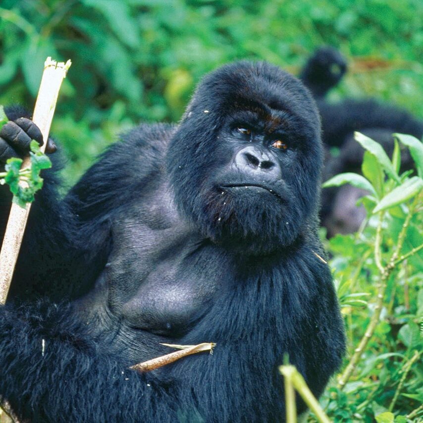 mountain gorillas in Uganda
