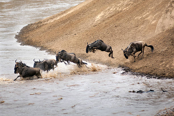 wildebeests crossing Grumeti River