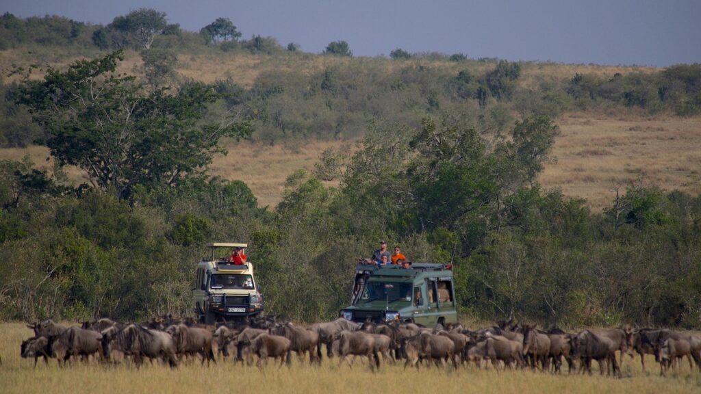 wildebeests in Kenya, Africa wildebeests in Kenya, Africa