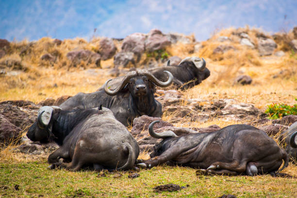 Buffaloes in Tanzania Buffaloes in Tanzania