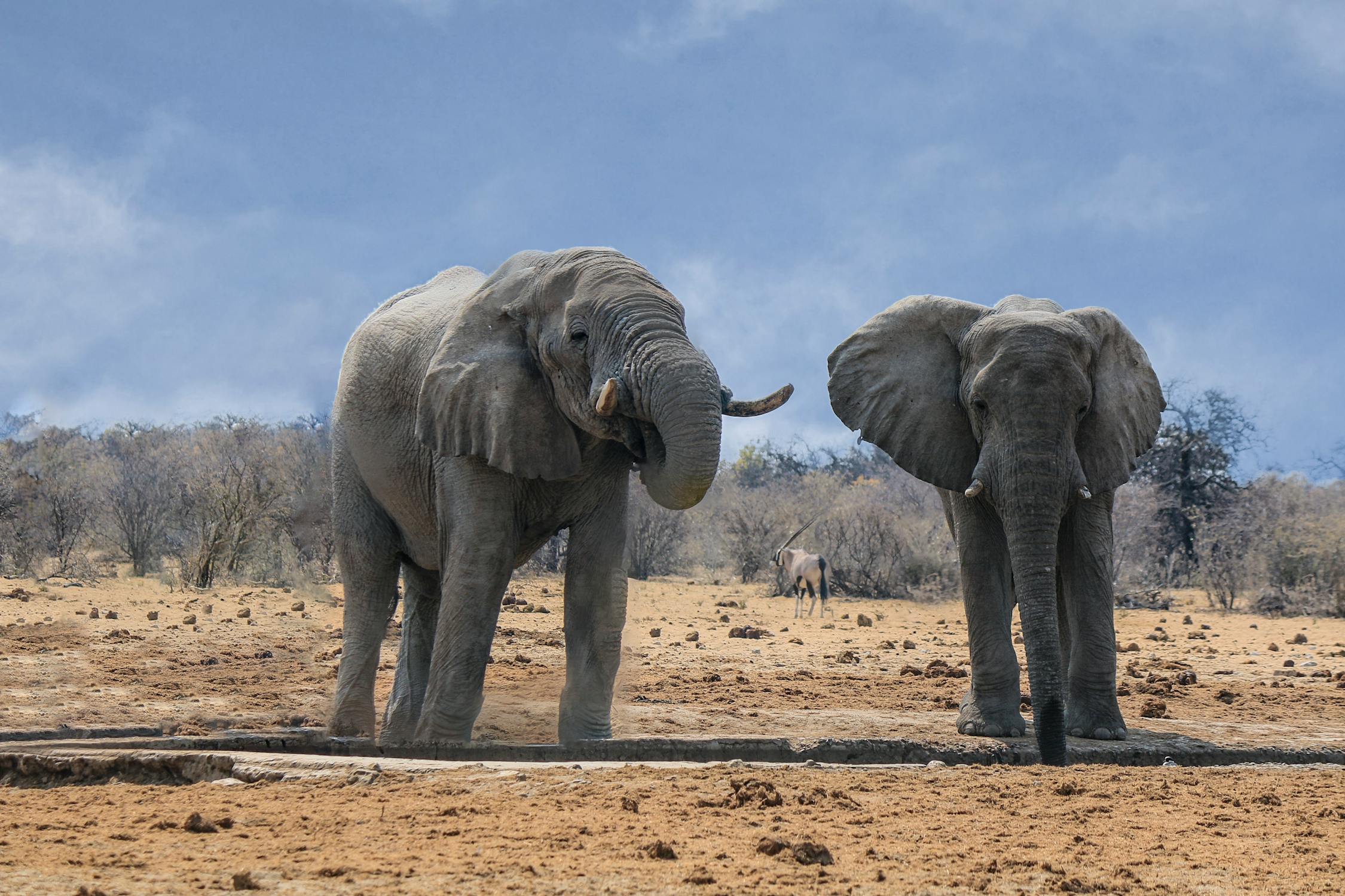 Elephants in Tanzania Elephants in Tanzania