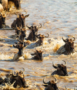 The annual Wildebeest migration