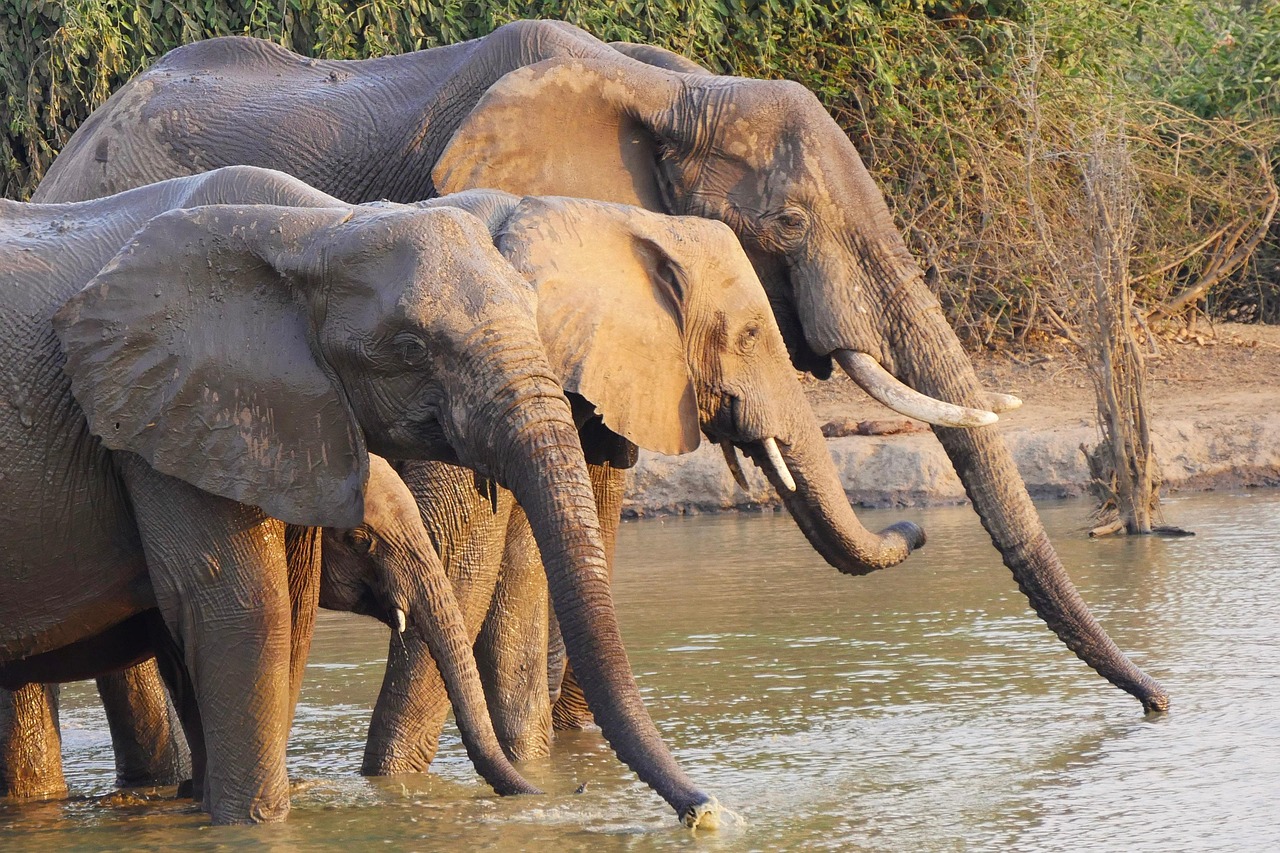 Elephants in an African safari