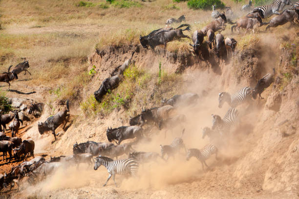 Kenya Maasai Mara migration