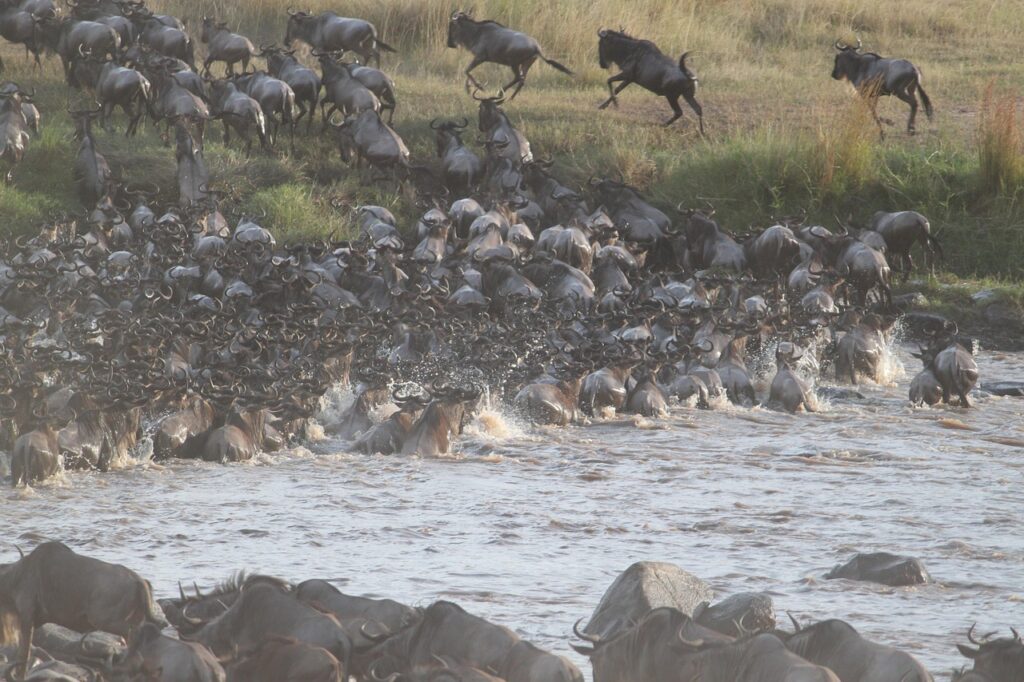 Great wildebest migration Serengeti