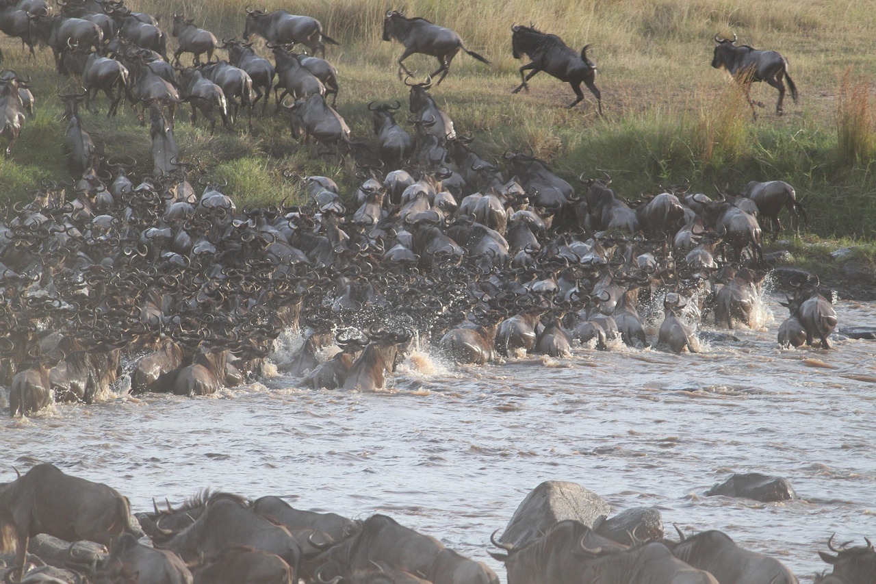 Great wildebest migration Serengeti Great wildebest migration Serengeti