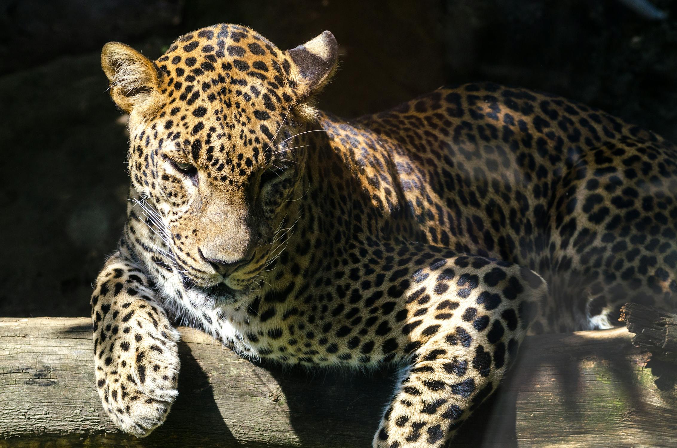 Leopard Leopard - Part of the big five in Tanzania