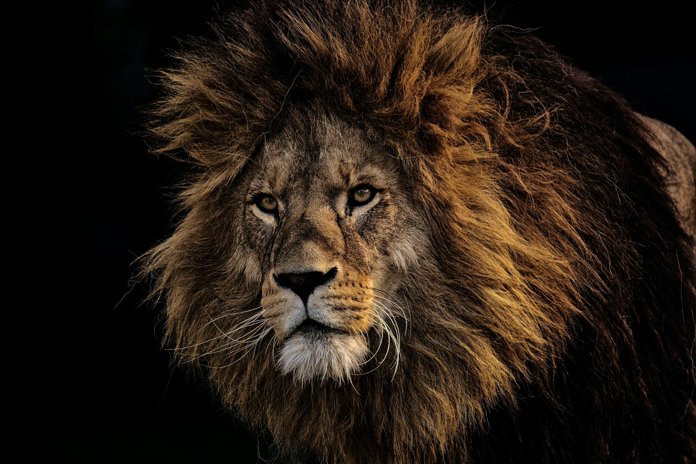 Lion - big five safari animal Africa Lion - big five safari animal Africa