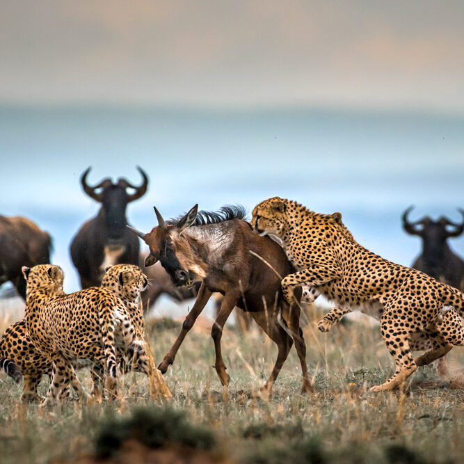 Predator prey experinces during the great Migration Predator prey experinces during the great Migration