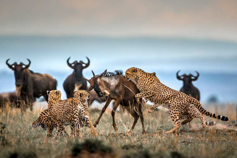 Predator prey experinces during the great Migration