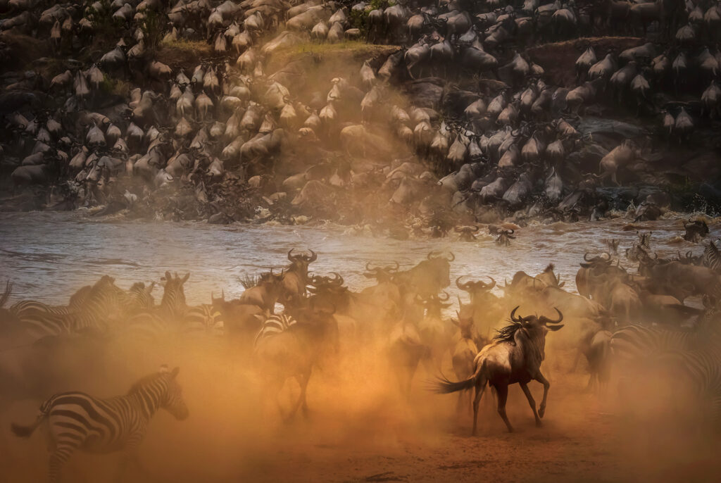 River Crossings in the Serengeti Mara region during the wildebeest migration Serengeti River Crossings in the Serengeti Mara region during the wildebeest migration Serengeti