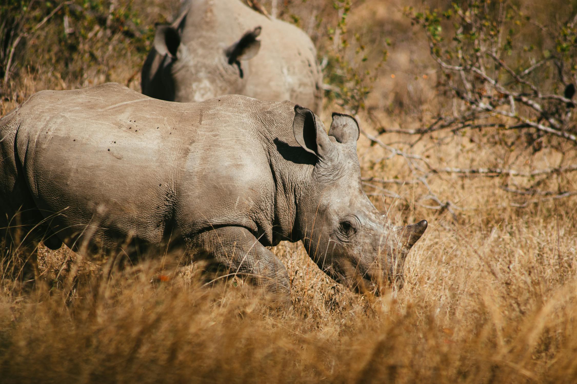 See Rhinos in Africa See Rhinos in Africa