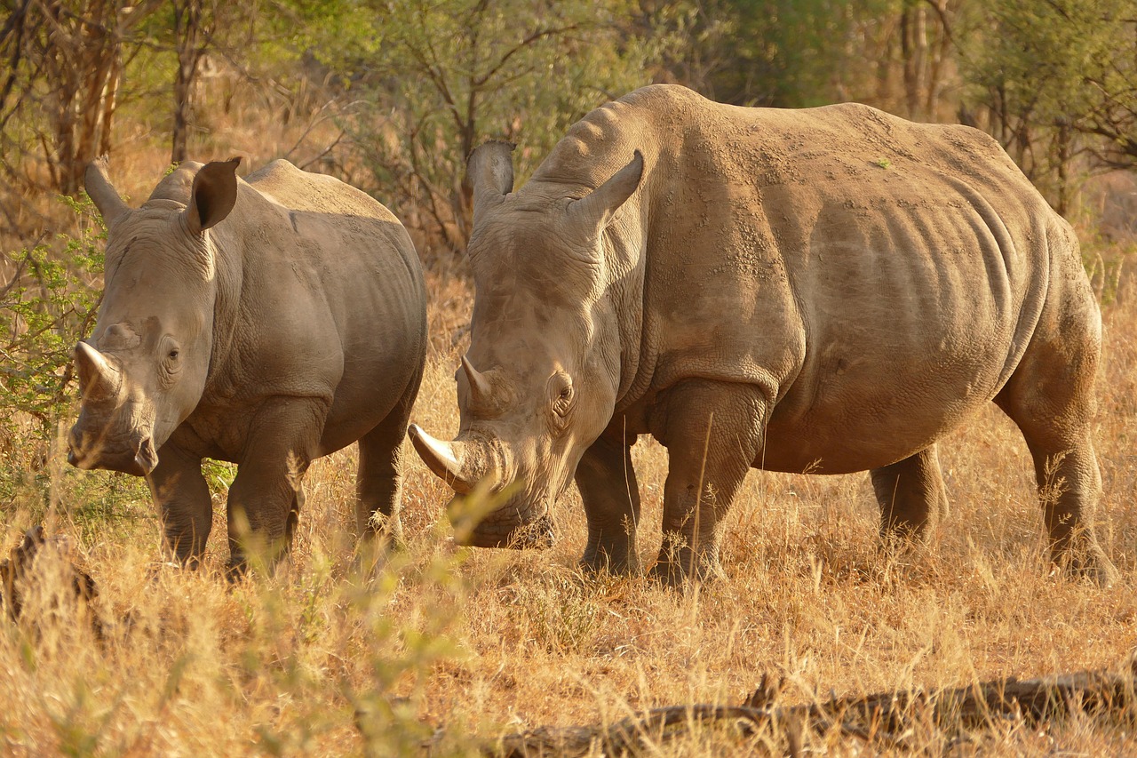 See Rhinos in Africa