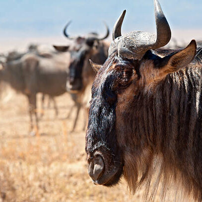 See Wildebeests in Serengeti Tanzania