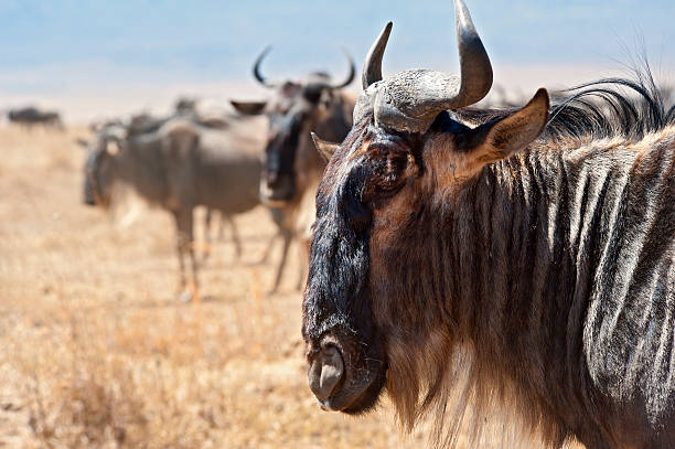 See Wildebeests in Serengeti Tanzania See Wildebeests in Serengeti Tanzania