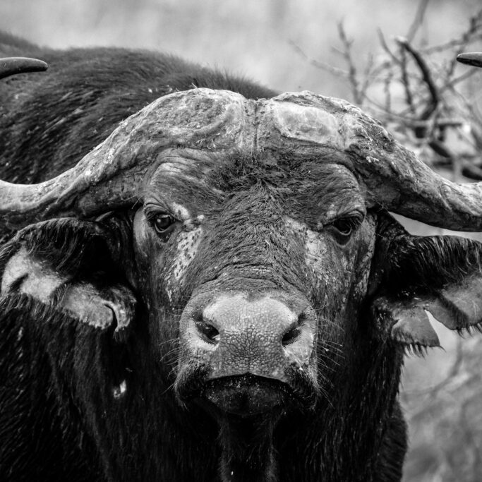 See a buffalo in Africa See a buffalo in Africa