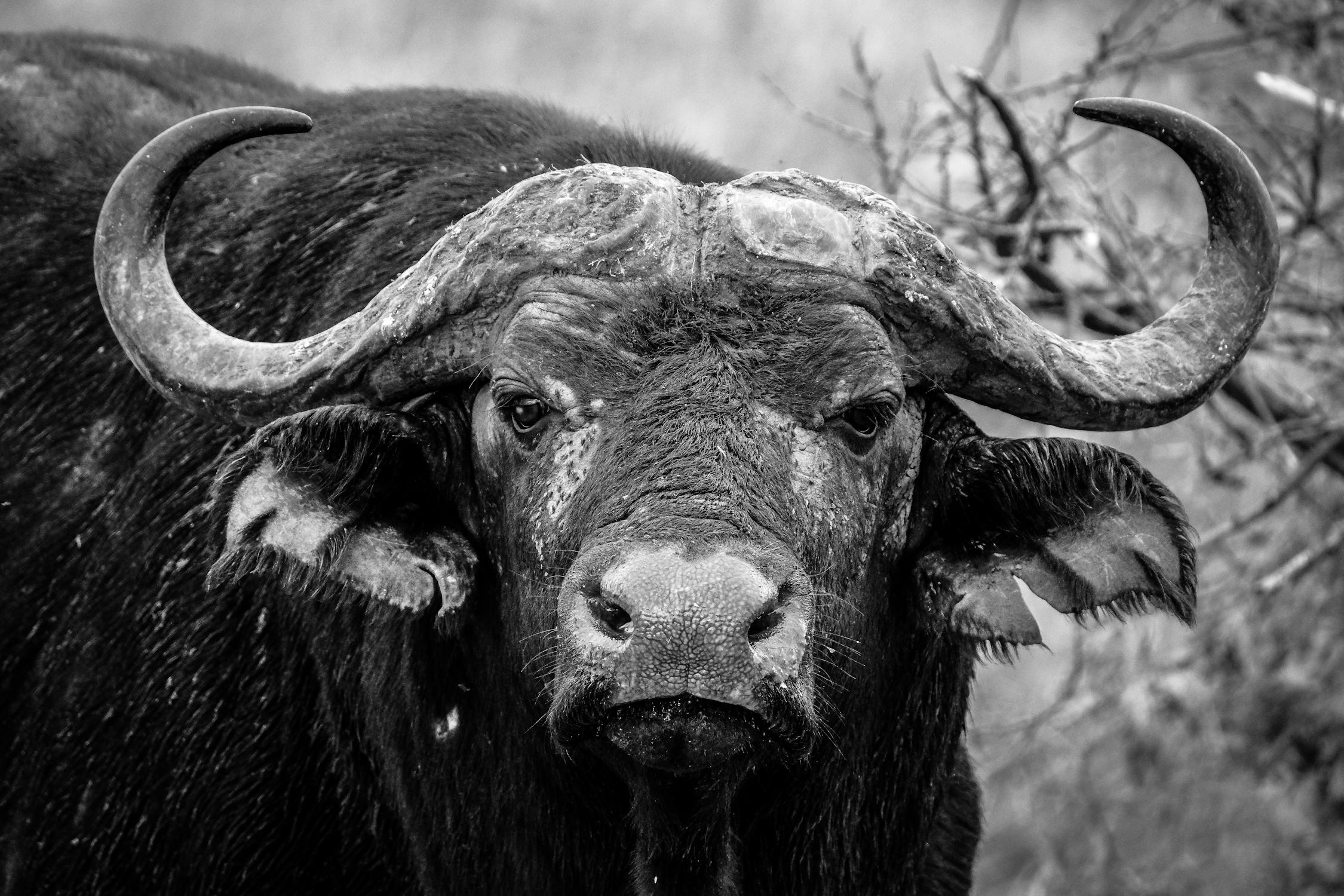 See a buffalo in Africa See a buffalo in Africa