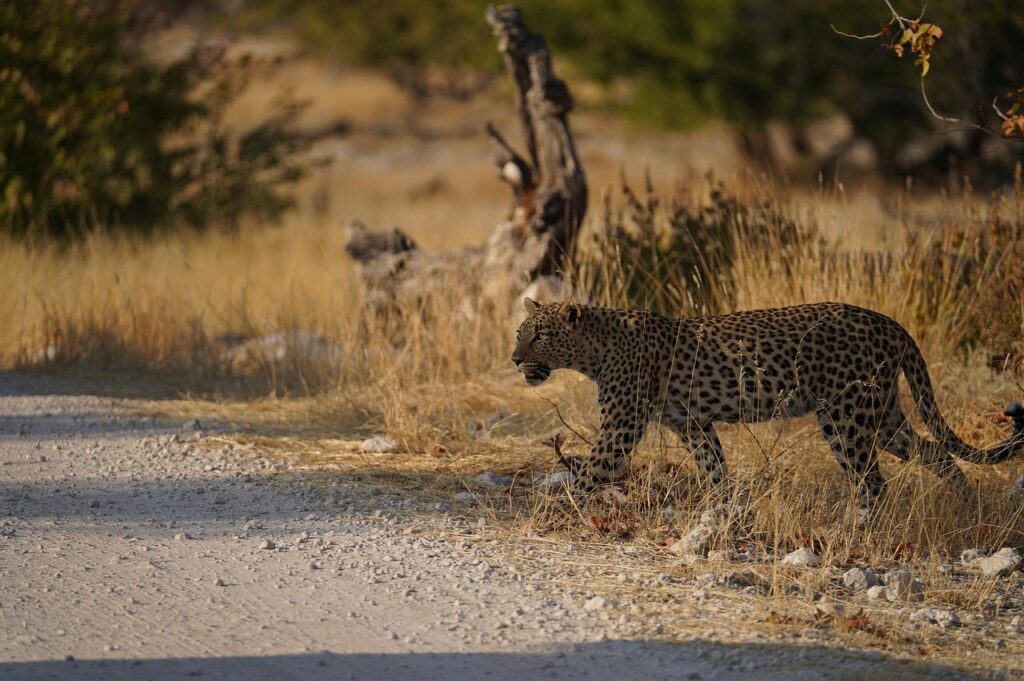 See a leopard in an African safari