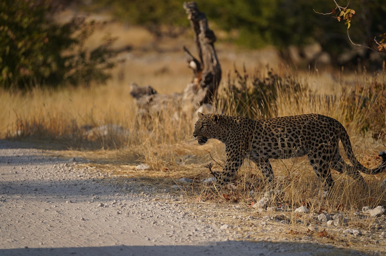 See a leopard in an African safari