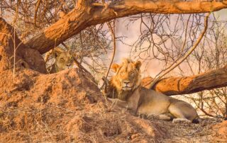 See lions in Masai Mara Kenya