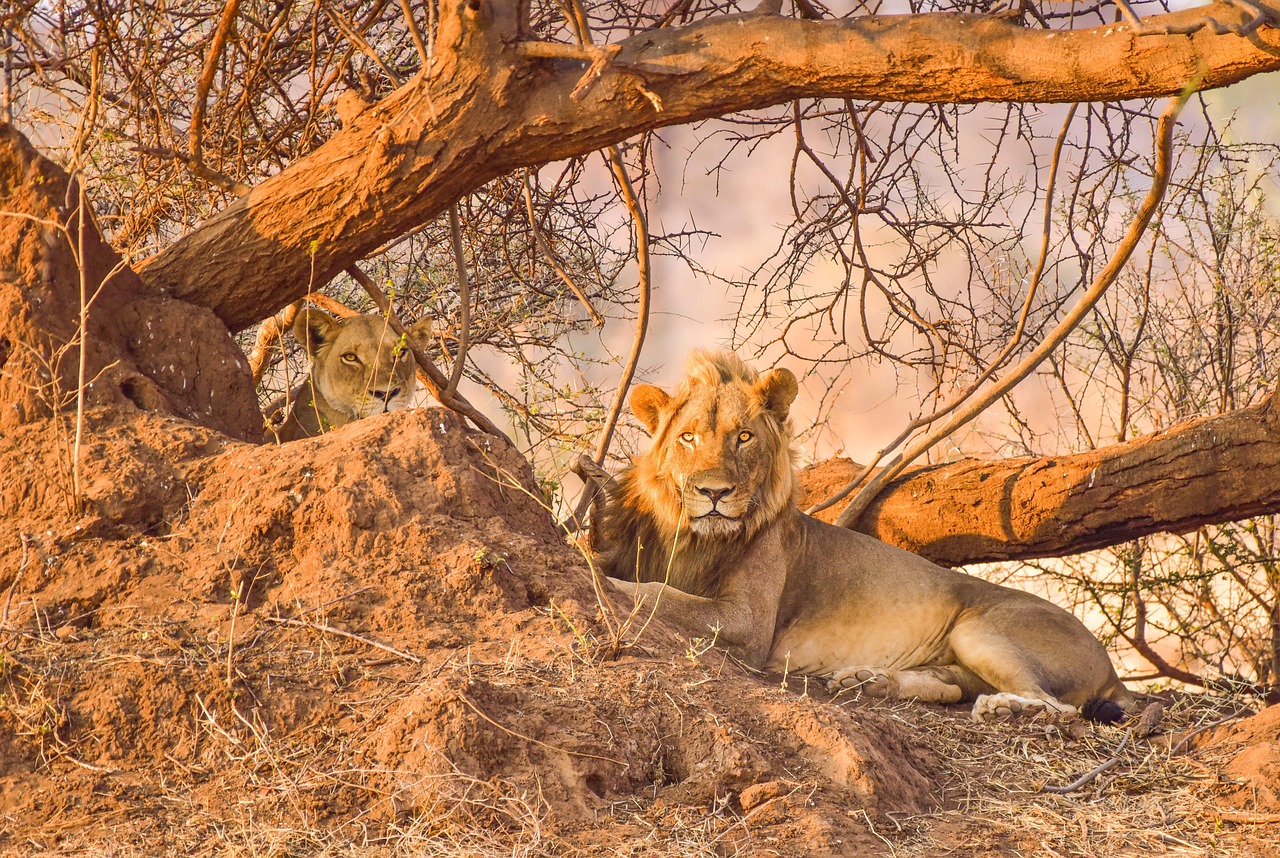 See lions in Masai Mara Kenya