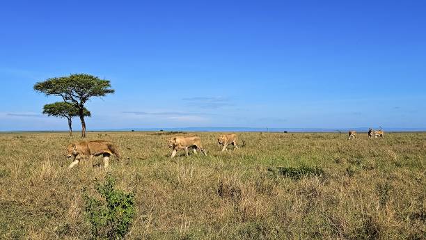 See lion prides in Tanzania See lion prides in Tanzania