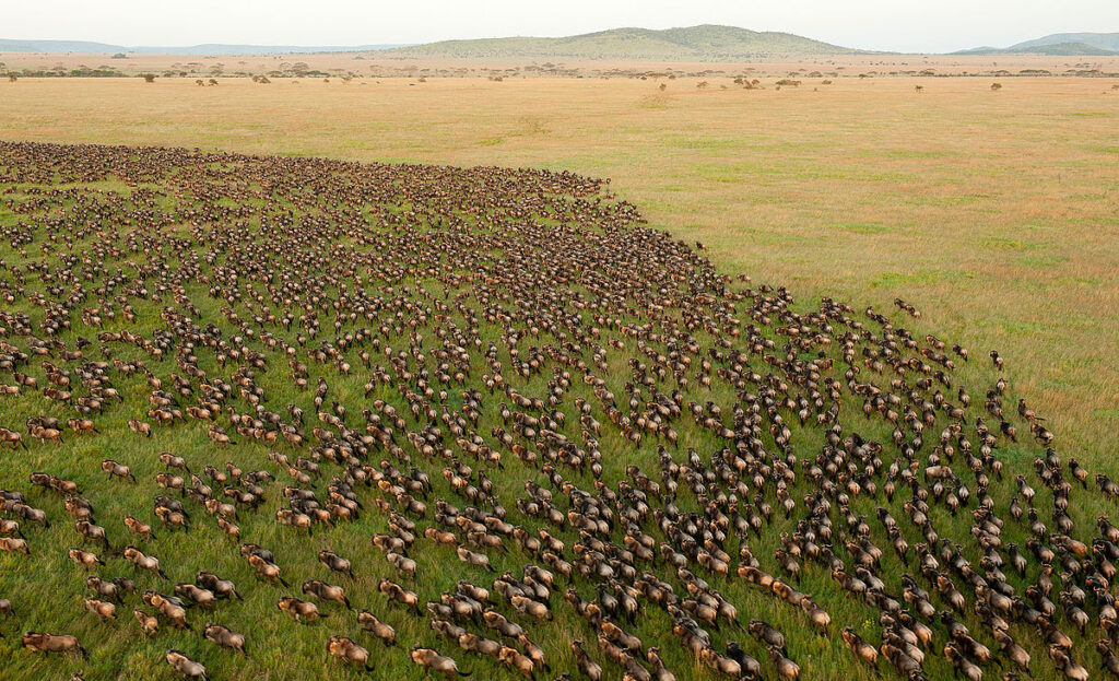 Serengeti wildebeest migration