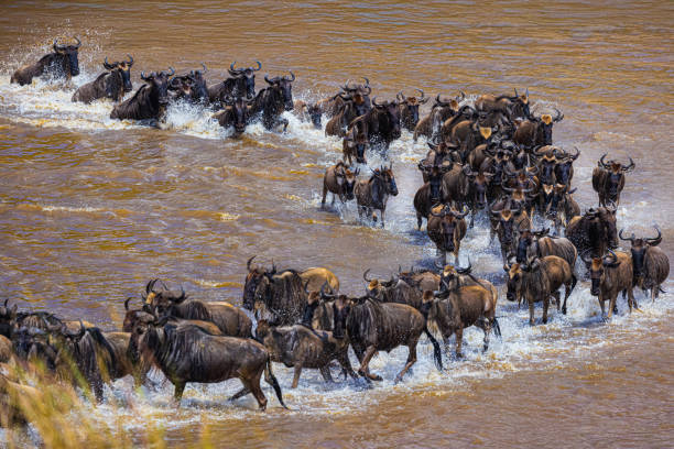 Wildebeests crossing the Mara River