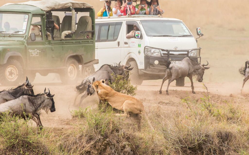 big migration Africa predators attacking wildebeests