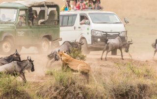 big migration Africa predators attacking wildebeests