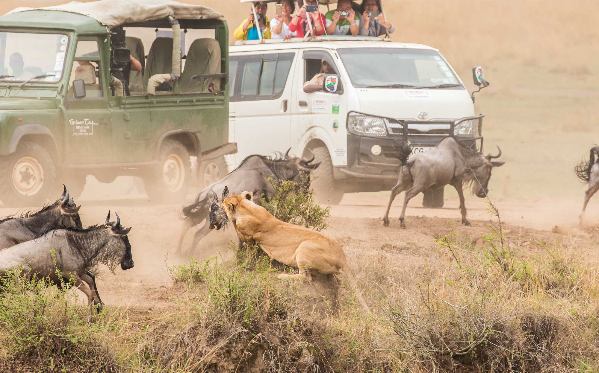 big migration Africa predators attacking wildebeests