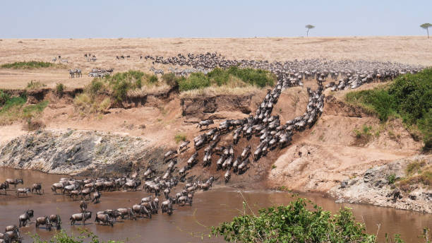crossing the Mara river during the animal Migration in Africa